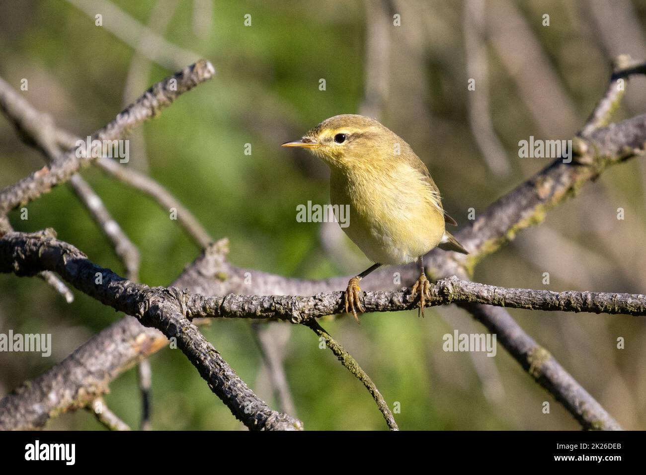 Willow warbler (Phylloscopus trochilus) siting on a tree branch, Yorkshire, UK Stock Photo