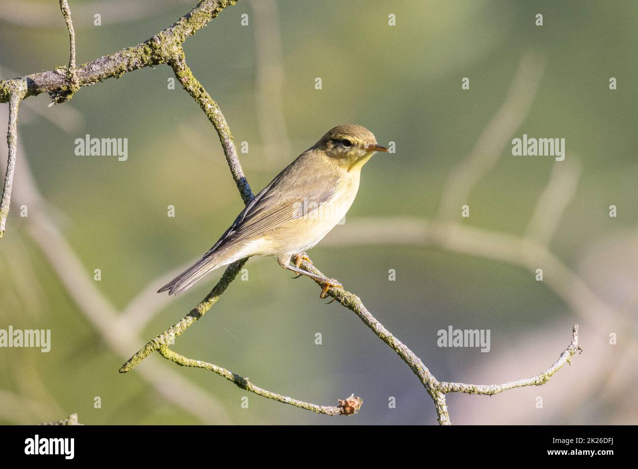 Willow warbler (Phylloscopus trochilus) siting on a tree branch, Yorkshire, UK Stock Photo