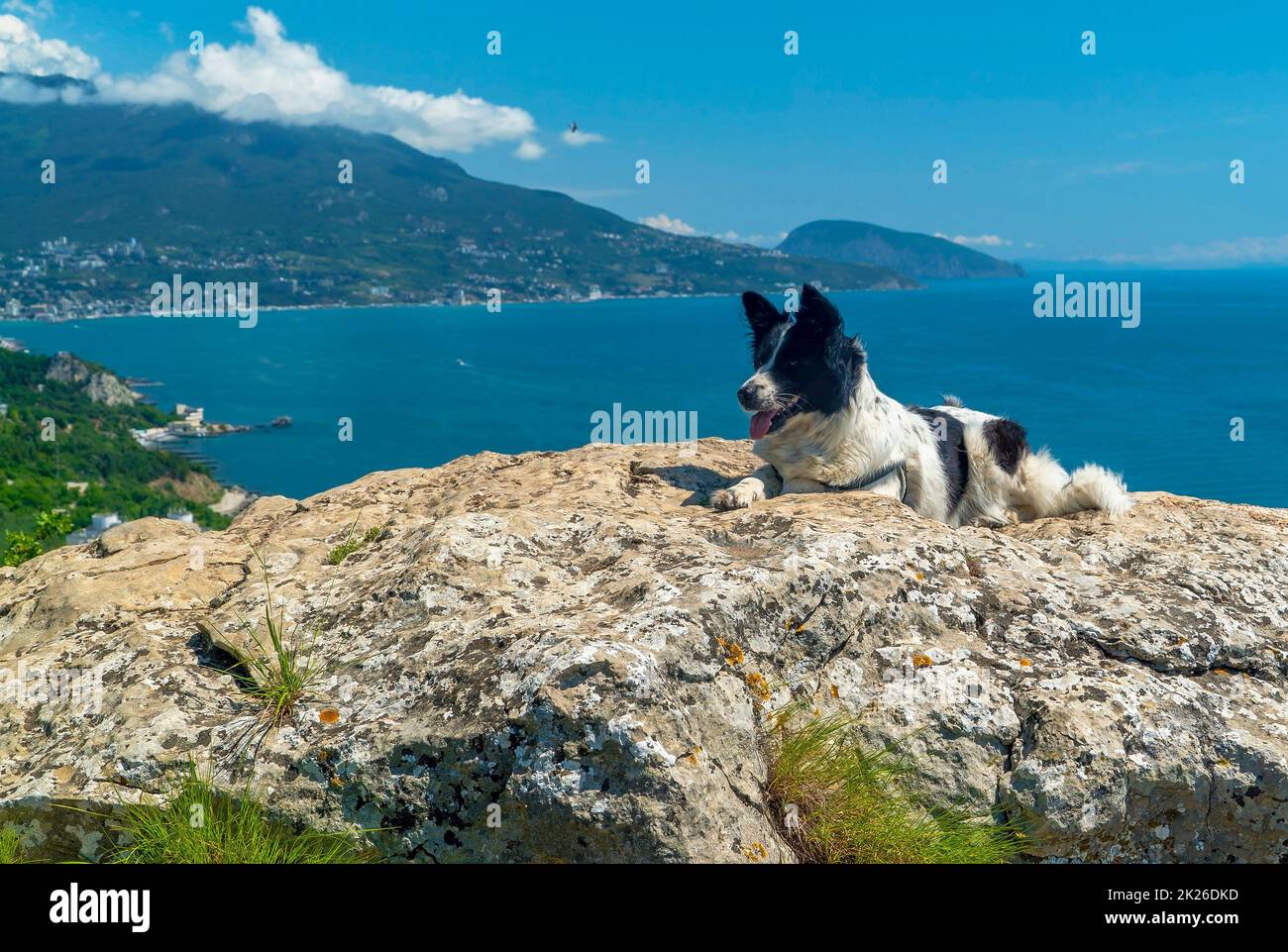 The dog is lying smiling on a large stone against the background of the sea. Stock Photo