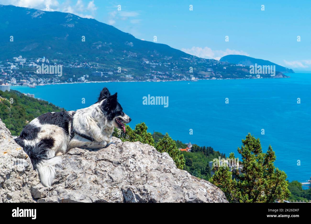 The dog is lying on a large stone against the background of the sea, peering into the distance. Stock Photo