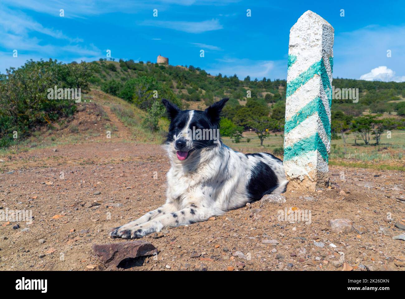 A border collie dog is lying near a post with green stripes. Stock Photo