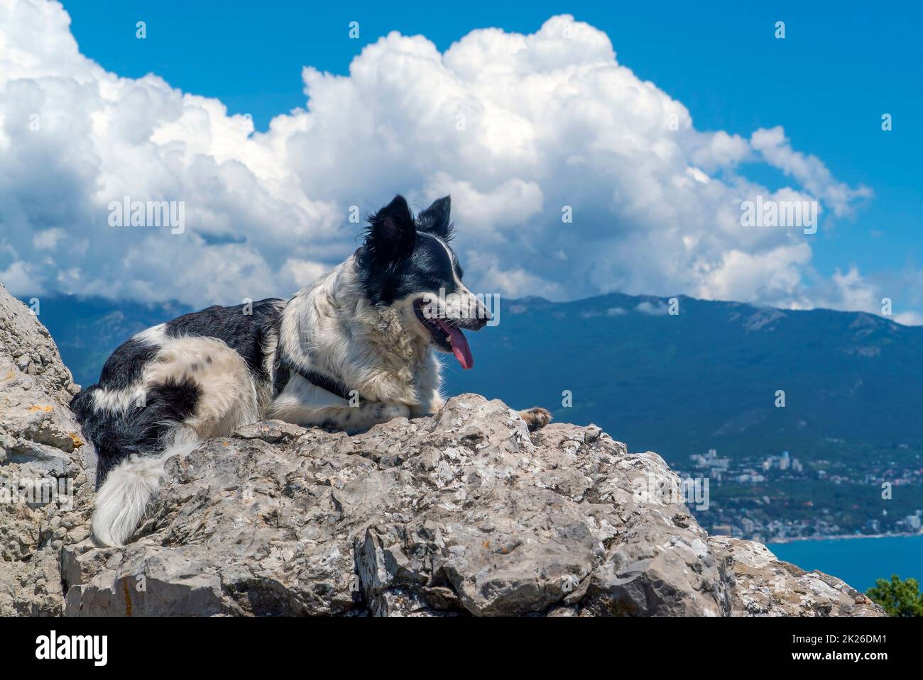 The dog is lying on a large stone against the background of mountains and white clouds. Stock Photo