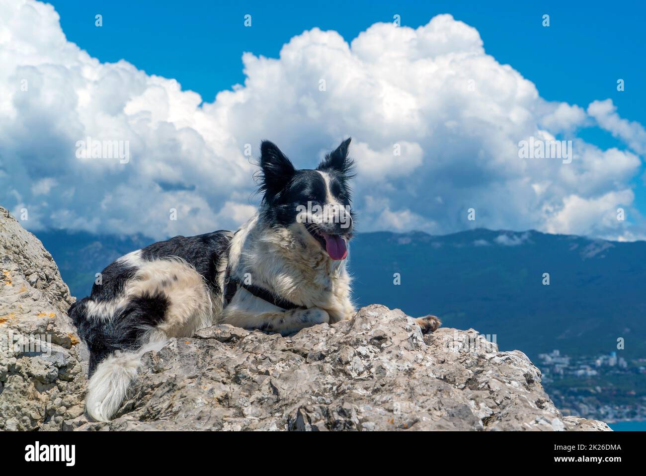 The dog is lying on a large stone against the background of mountains and white clouds. Stock Photo