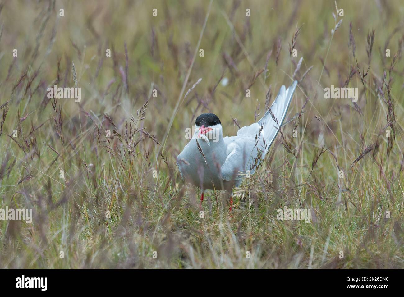 Arctic Tern, Sterna paradisaea, standing near her nest protecting her egg from predators Stock Photo