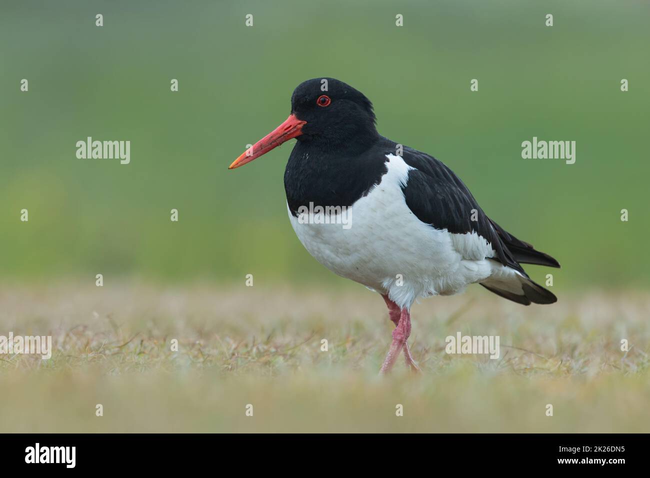 Eurasian oystercatcher, Haematopus ostralegus, birds of Iceland. Black