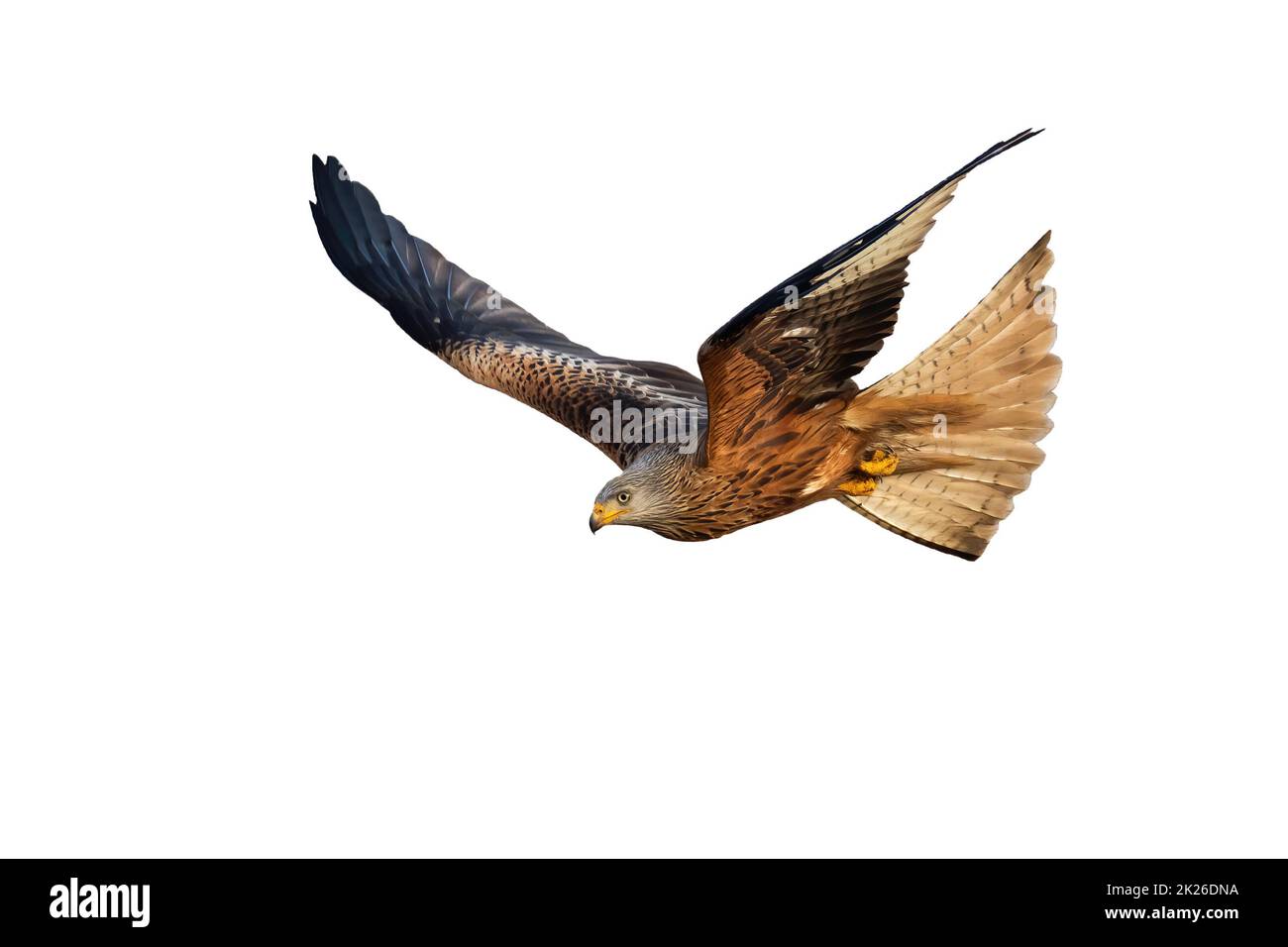 Agile red kite hunting in the air with open wings isolated on white background Stock Photo