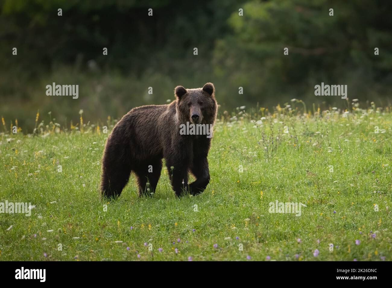Alert brown bear walking on a green meadow with blossoming flowers in summer Stock Photo