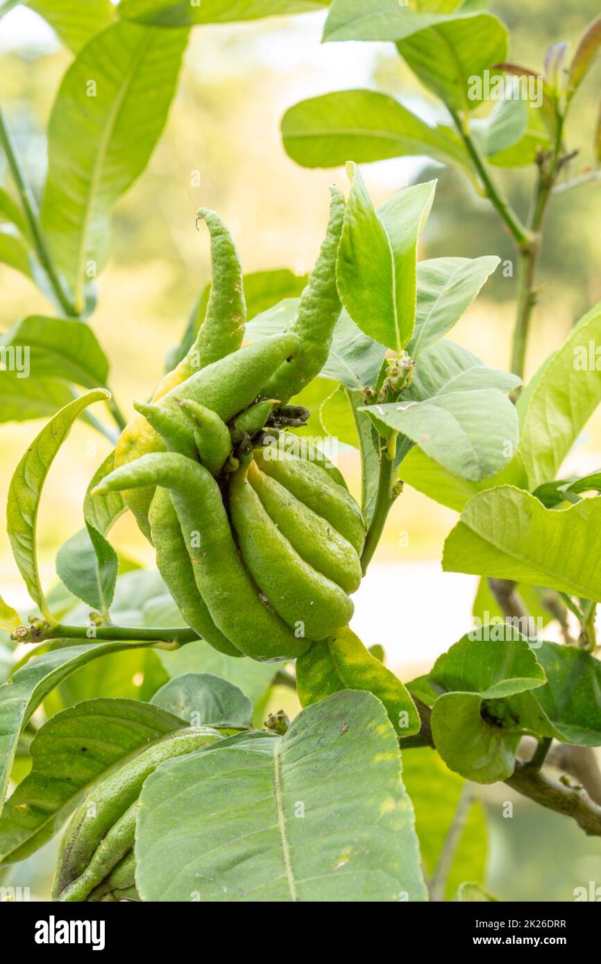 Unusual looking Citrus Medica ‘Fingered’, Citrus medica var. sarcodactylis, fingered citron. Close up ornamental and food plant portrait Stock Photo