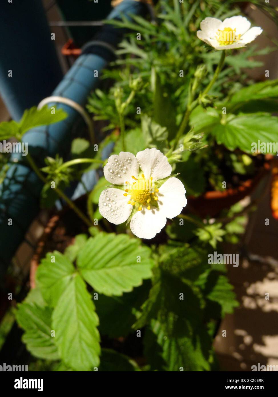White strawberry flower hi-res stock photography and images - Alamy