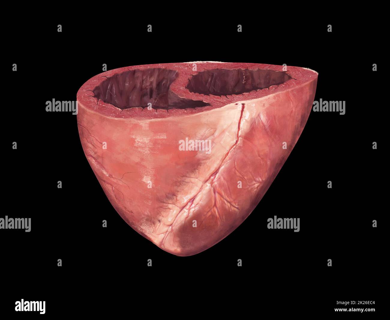 Human heart, cross section, Left and Right Ventricle, Heart ventricles, 3d render Stock Photo
