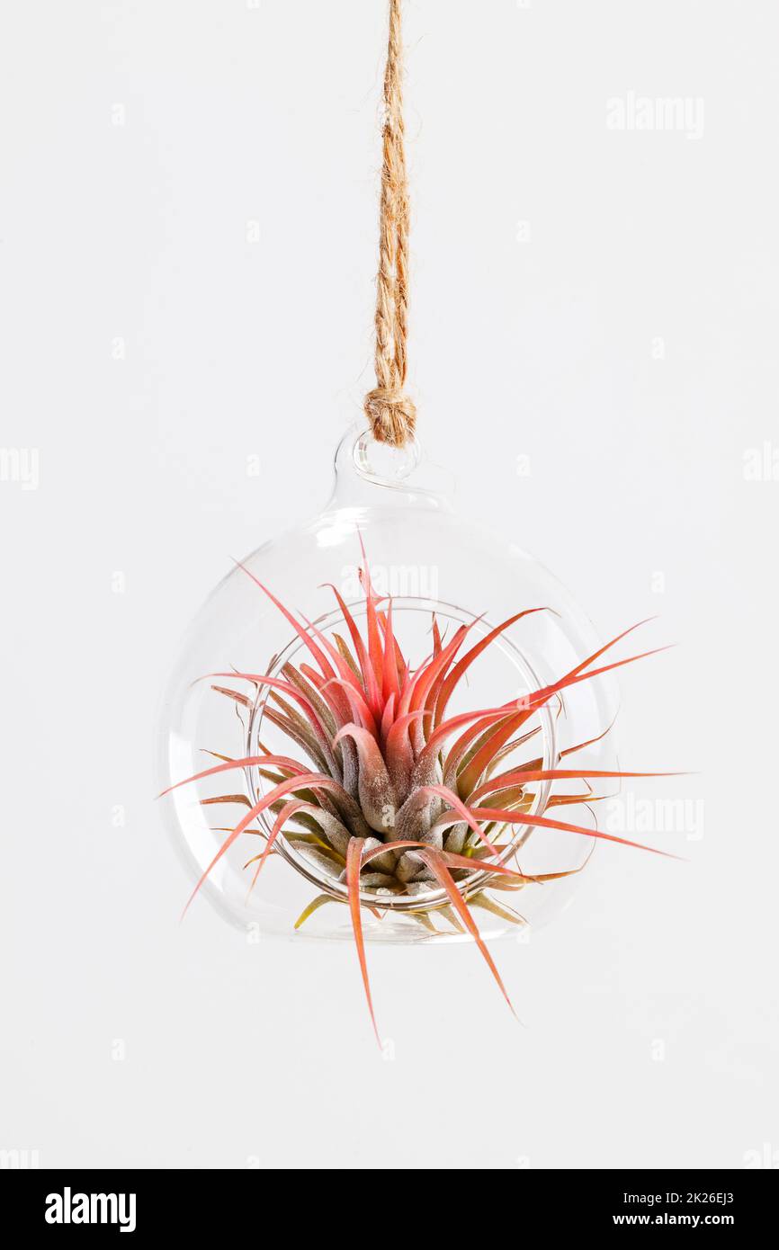 Red Tilandsia ionantha Airplant suspended in glass terrarium on white background Stock Photo