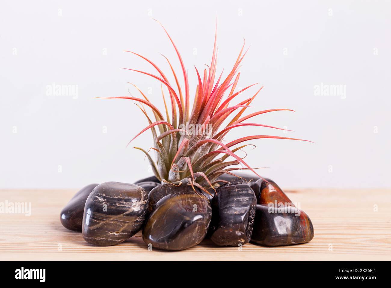 Tilandsia ionantha Airplant on shiny black stones on wooden table Stock Photo