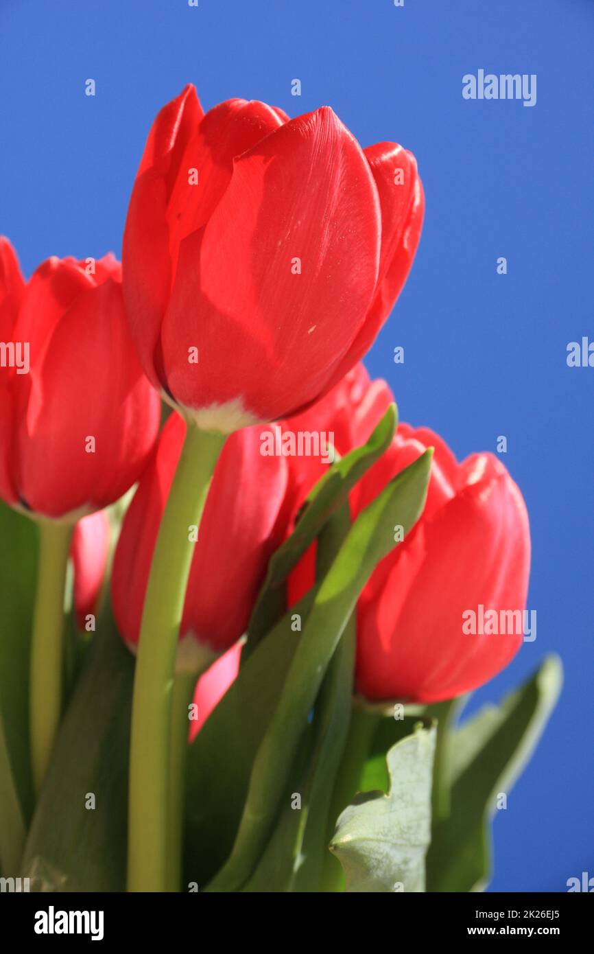 Red tulips against a blue sky Stock Photo