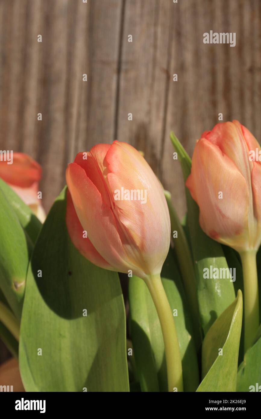 Salmon colored tulips Stock Photo