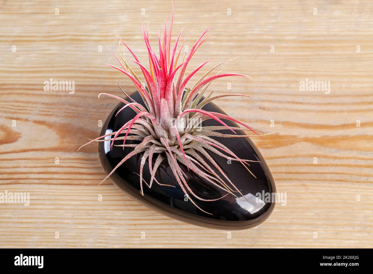 Tilandsia ionantha Airplant in elegant black pot on wooden table Stock Photo