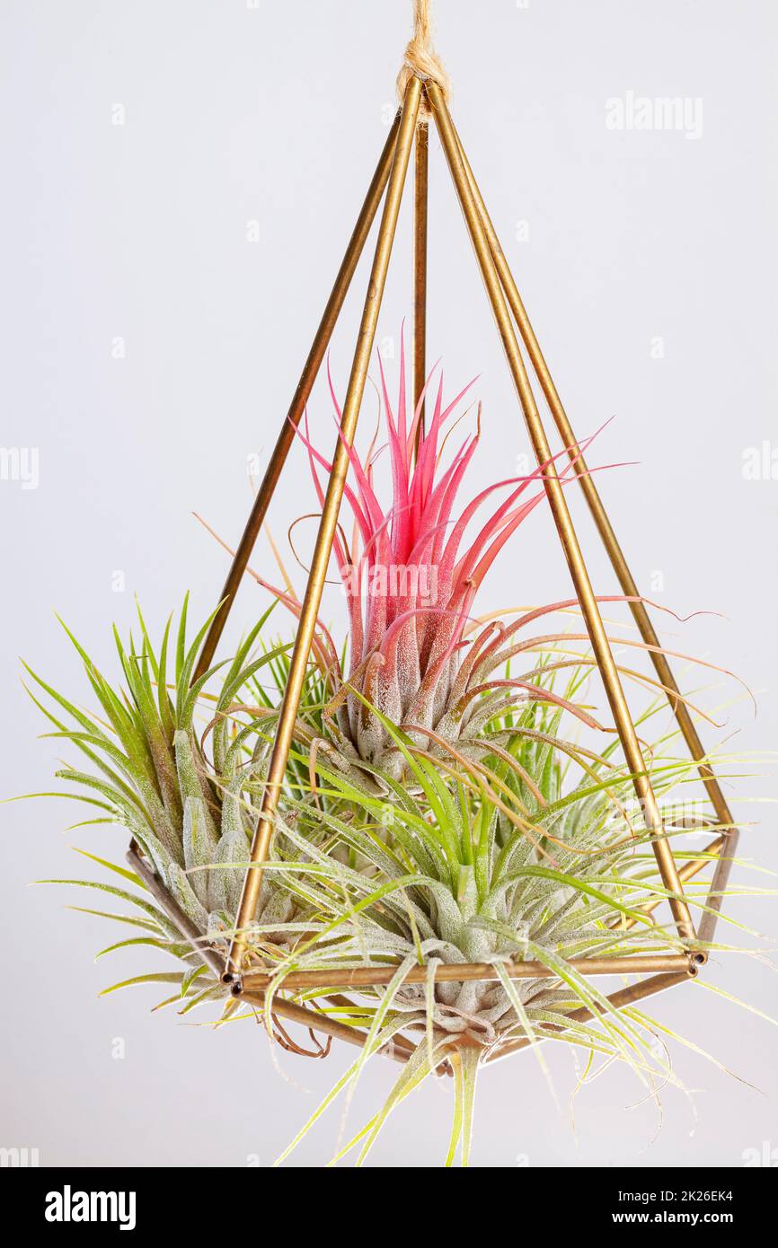 Tilandsia ionantha Airplant suspended in metal wire geometric terrarium on white background Stock Photo