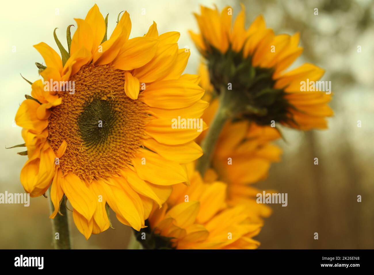Yellow Sunflowers outdoors in Garden Close up Stock Photo - Alamy