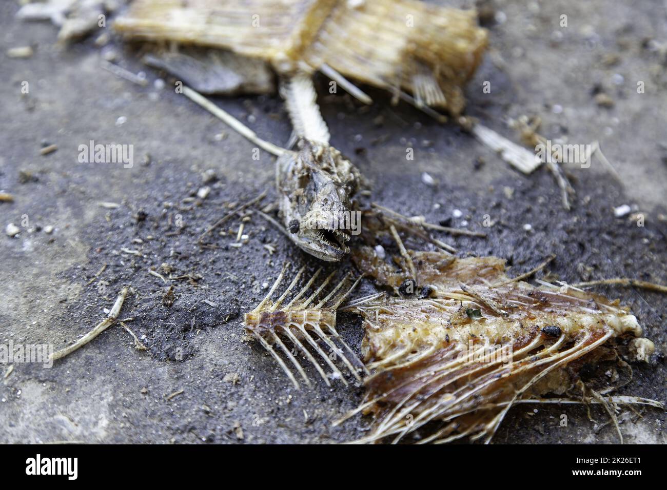 Detail of dead and dried fish in the sun, food for stray animals Stock Photo