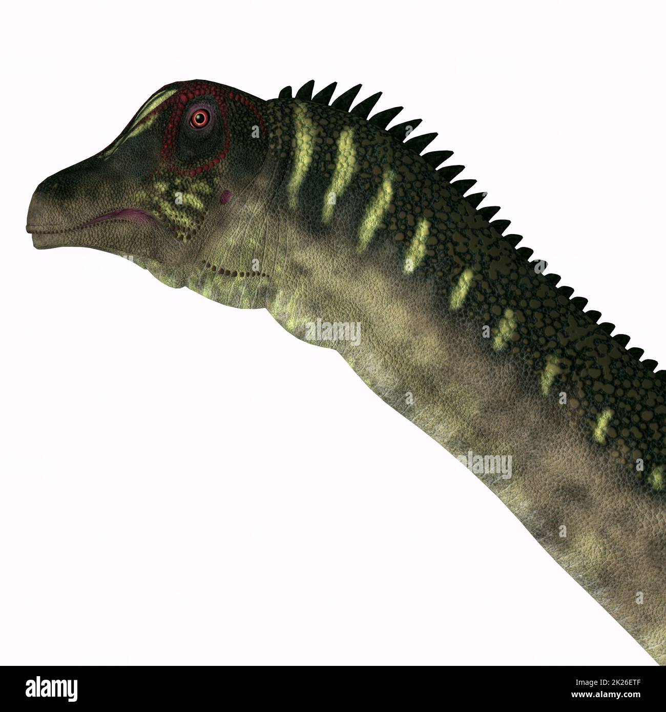 Antarctosaurus Herbivore Dinosaur Stock Photo