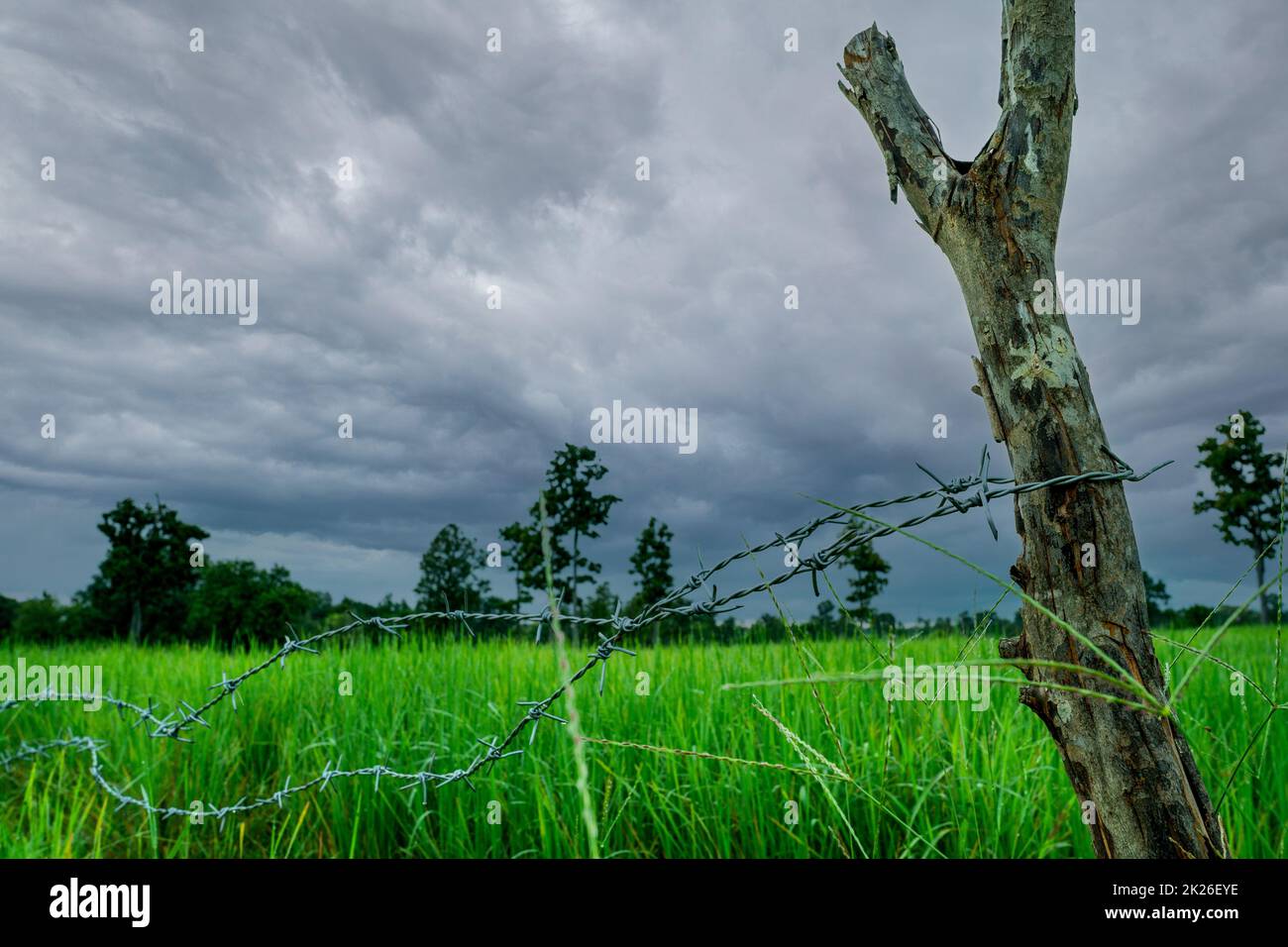 Green rice paddy field with a barbed wire fence and wooden pole with a stormy sky. Rice farm in Asia. Green paddy field. Landscape of agricultural farm. Agricultural area. Rice farm in rainy season. Stock Photo