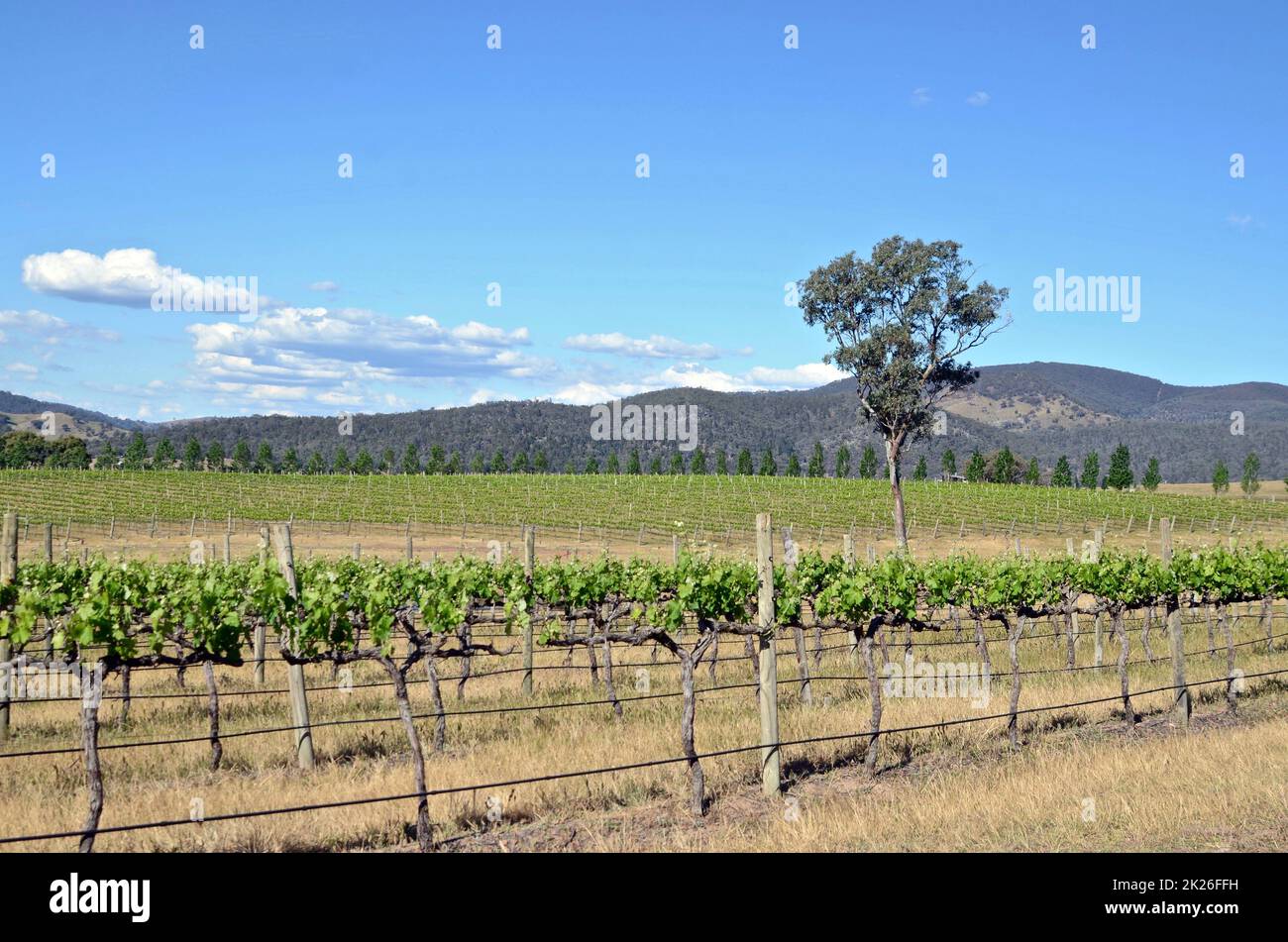 Grape vines growing near Mudgee in New South Wales, Australia Stock Photo