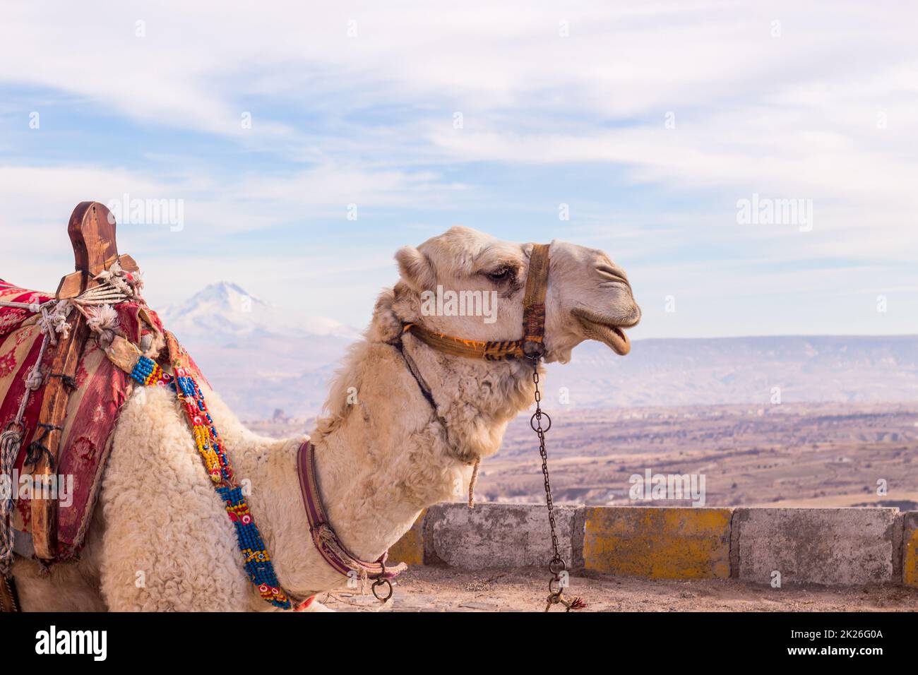 Camel in cappadocia hi res stock photography and images Alamy
