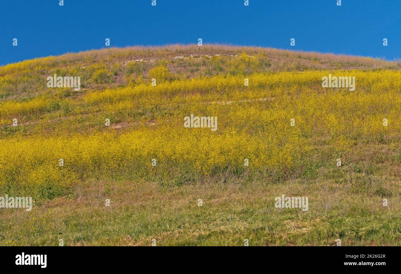 Yellow Spring Flowers on a Coastal Hill at the Pismo Preserve in California Stock Photo