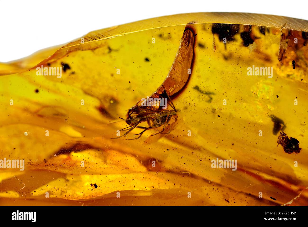 Amber with embedded fly Stock Photo