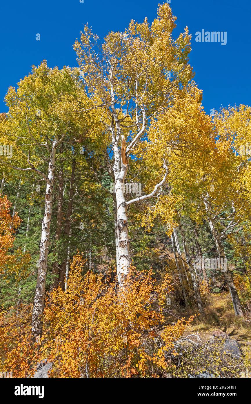 Dramatic Yellow Leaves on an Aspen in Fall near Pagosa Springs, Colorado Stock Photo