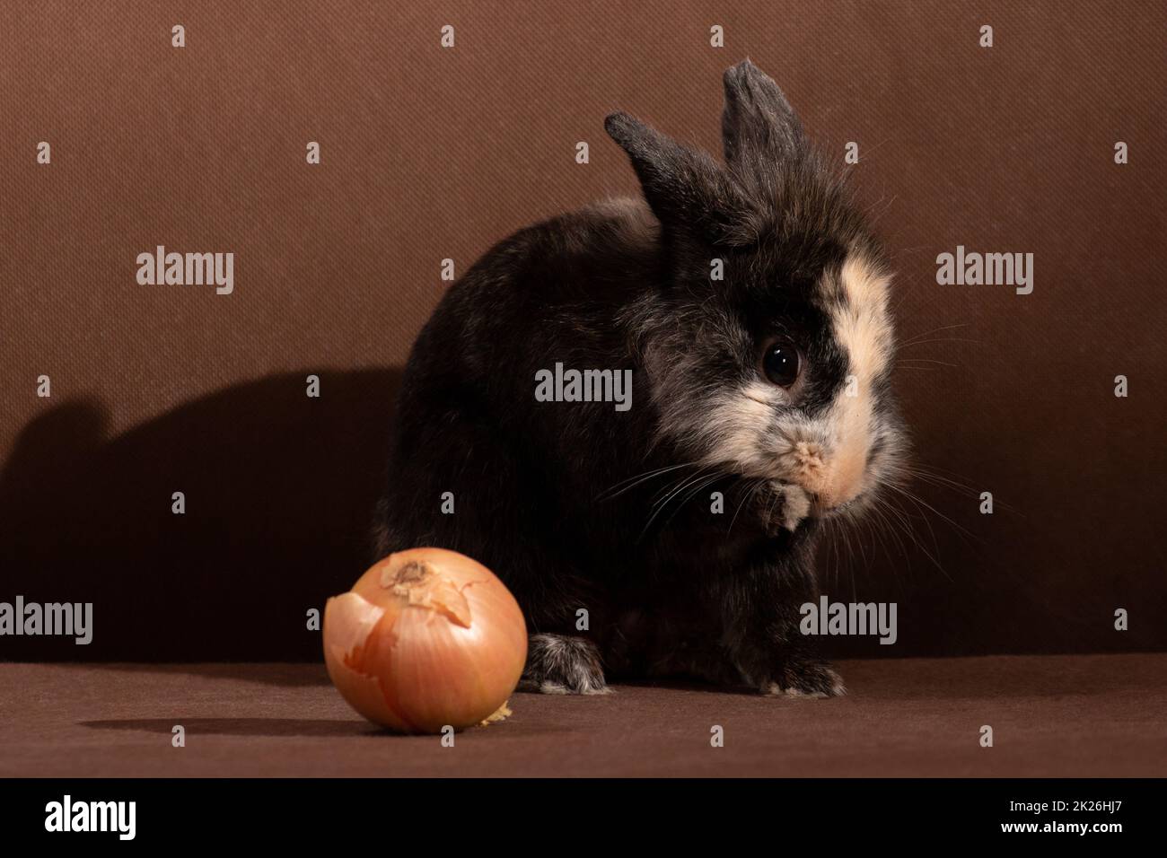 Little cute dark fluffy rabbit washes with its paws Stock Photo - Alamy