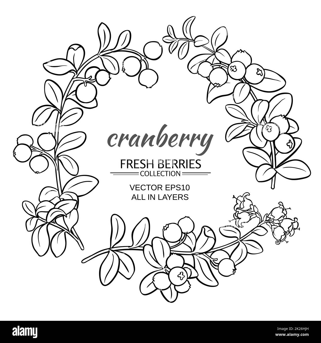 cranberry vector set Stock Photo - Alamy