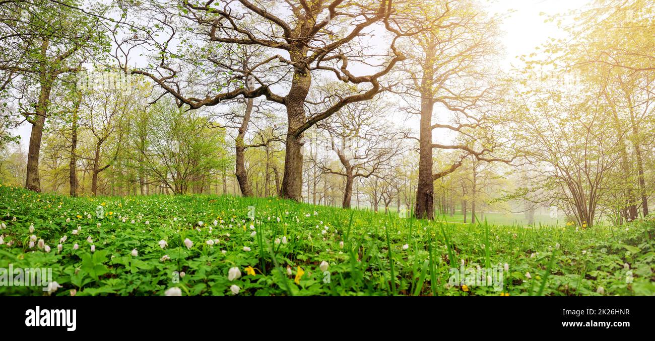 Panoramic view of the mistery foggy forest in springtime. Stock Photo