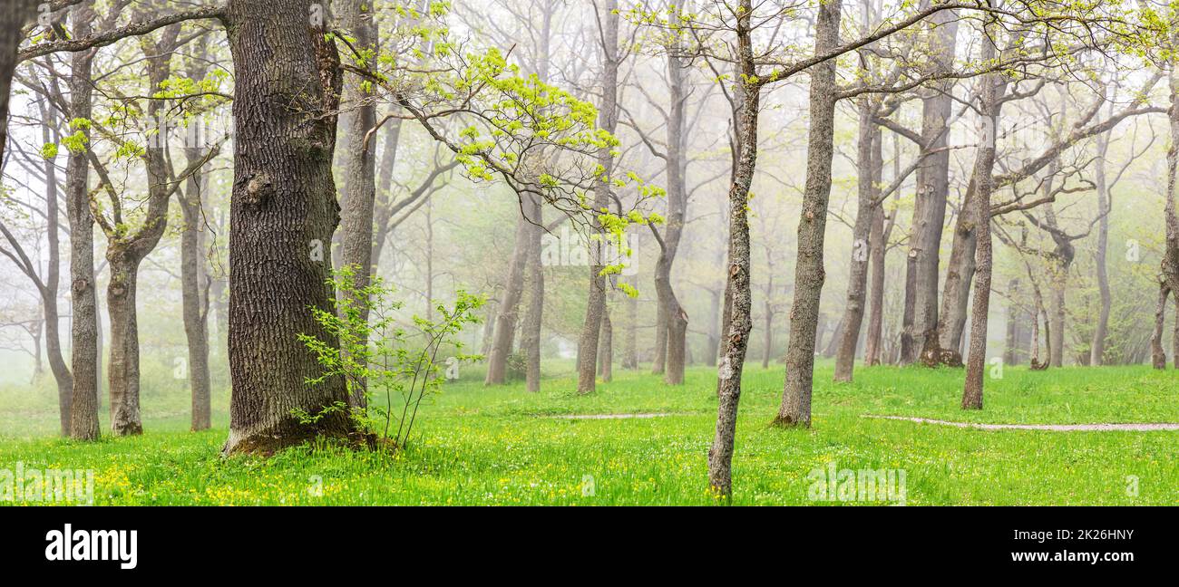 Beautiful mistery view of the foggy forest in spring Stock Photo