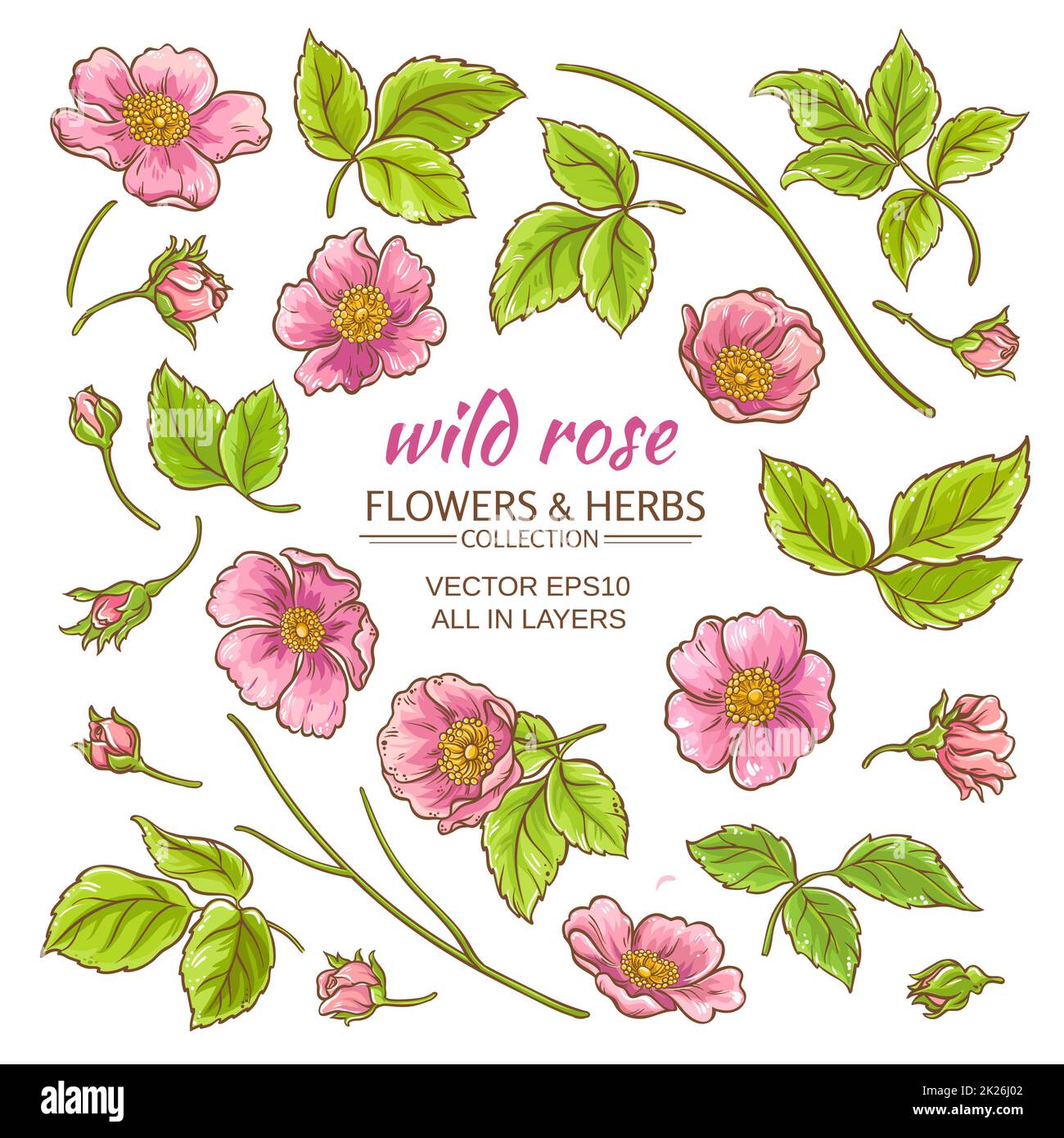 dog rose flowers vector set Stock Photo - Alamy
