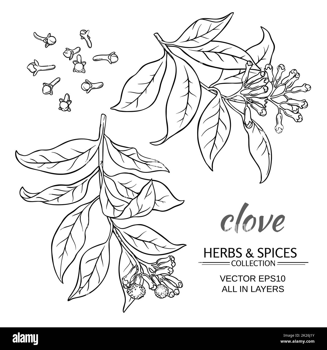 clove vector set Stock Photo Alamy