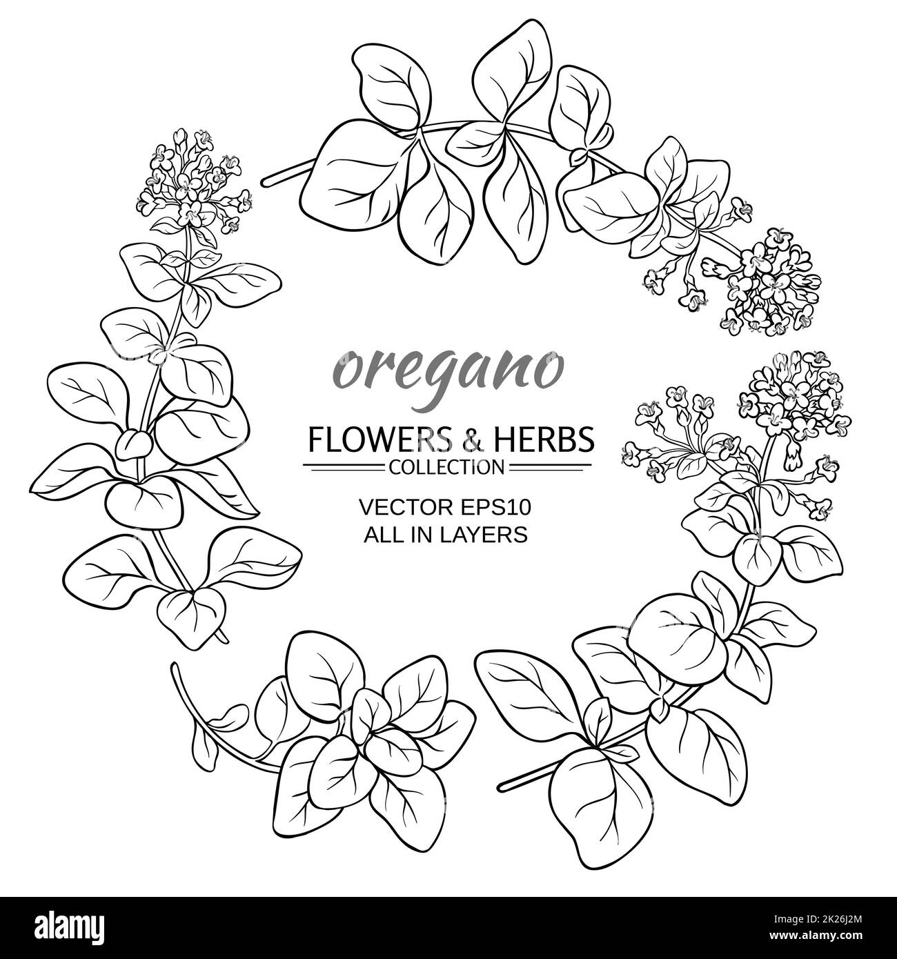 oregano vector set Stock Photo - Alamy