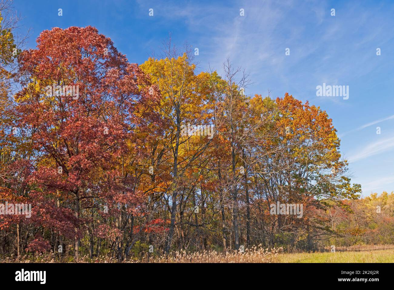 Colorful Trees at the Edge of the Meadow in the Penny Road Pond Preserve in Illinois Stock Photo