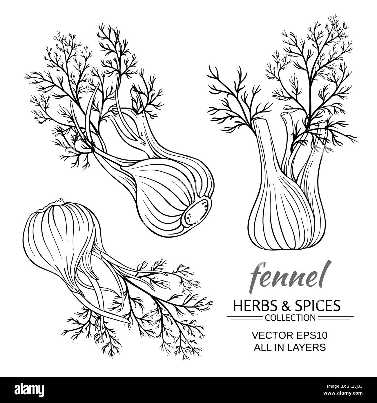 fennel vector set Stock Photo Alamy
