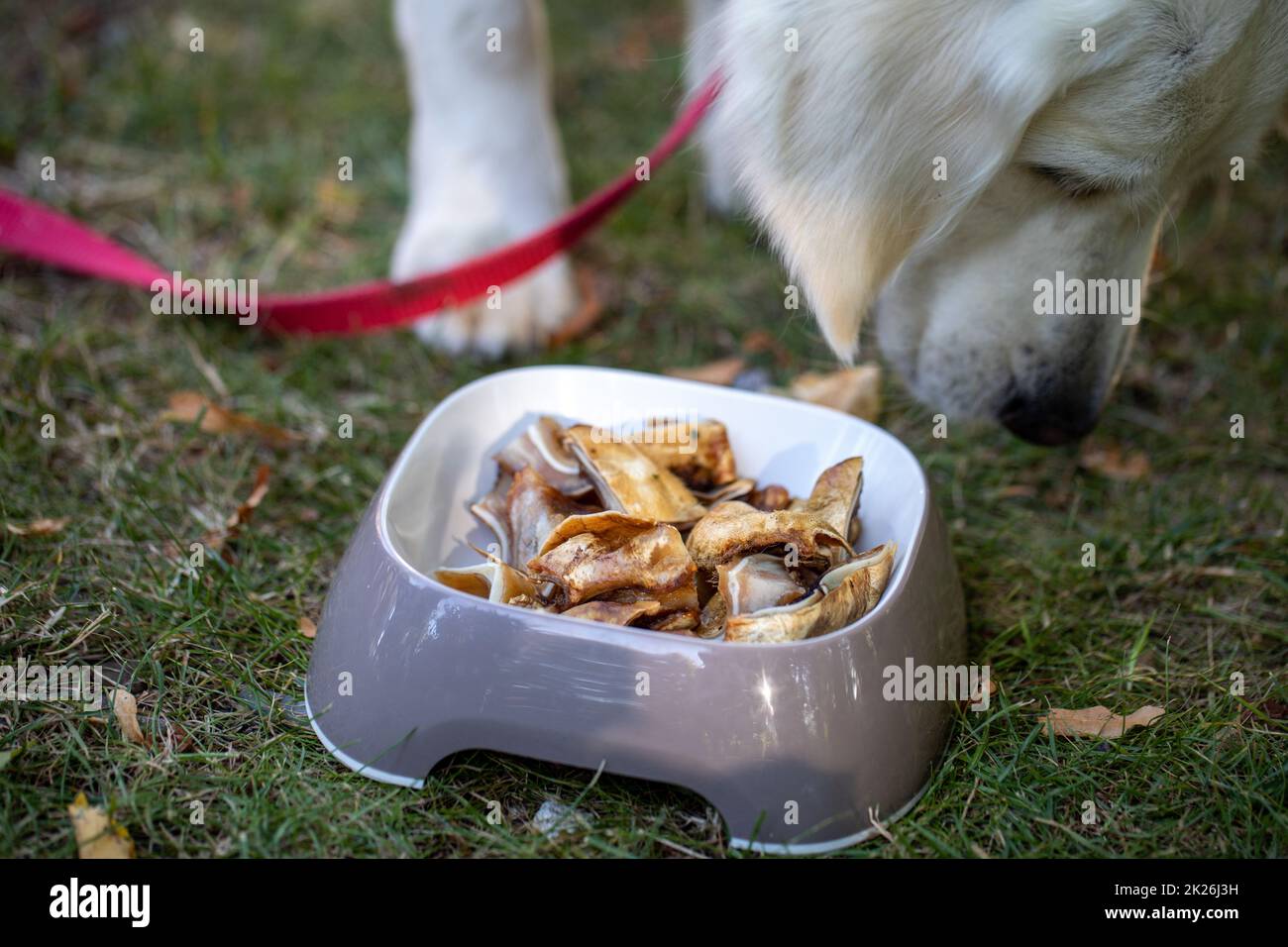 Grilled pork ears in a restaurant with a dog menu Stock Photo Alamy