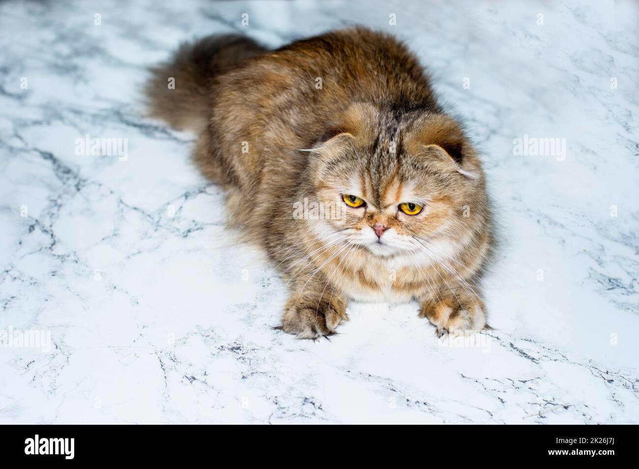 Highland fluffy golden chinchilla cat on marble background Stock Photo