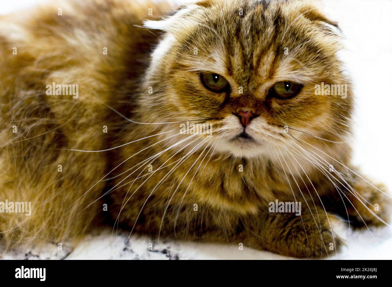 portrait close-up of a golden chinchilla cat Stock Photo - Alamy