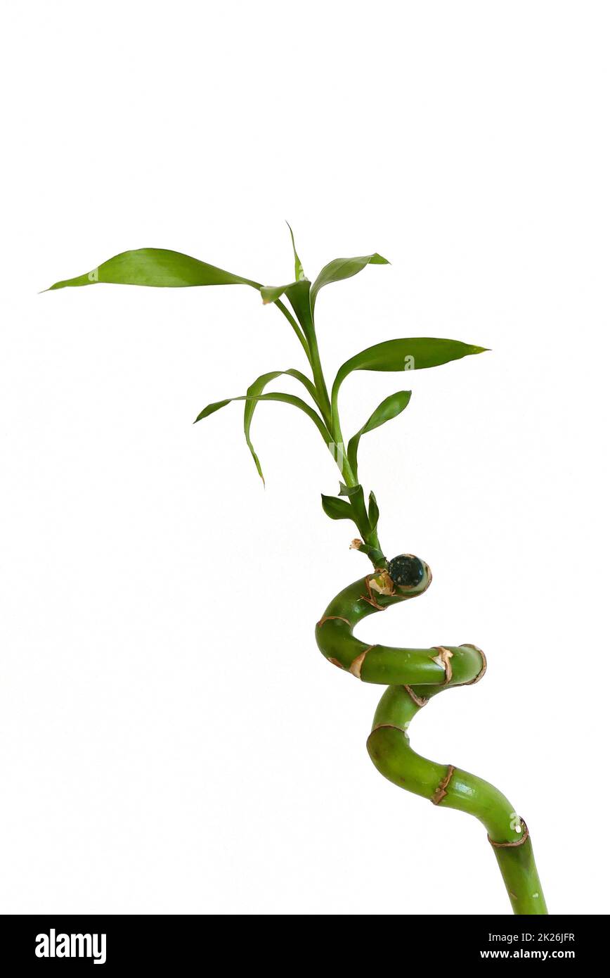 bamboo tree seedling,growing bamboo tree in jar as ornamental plant