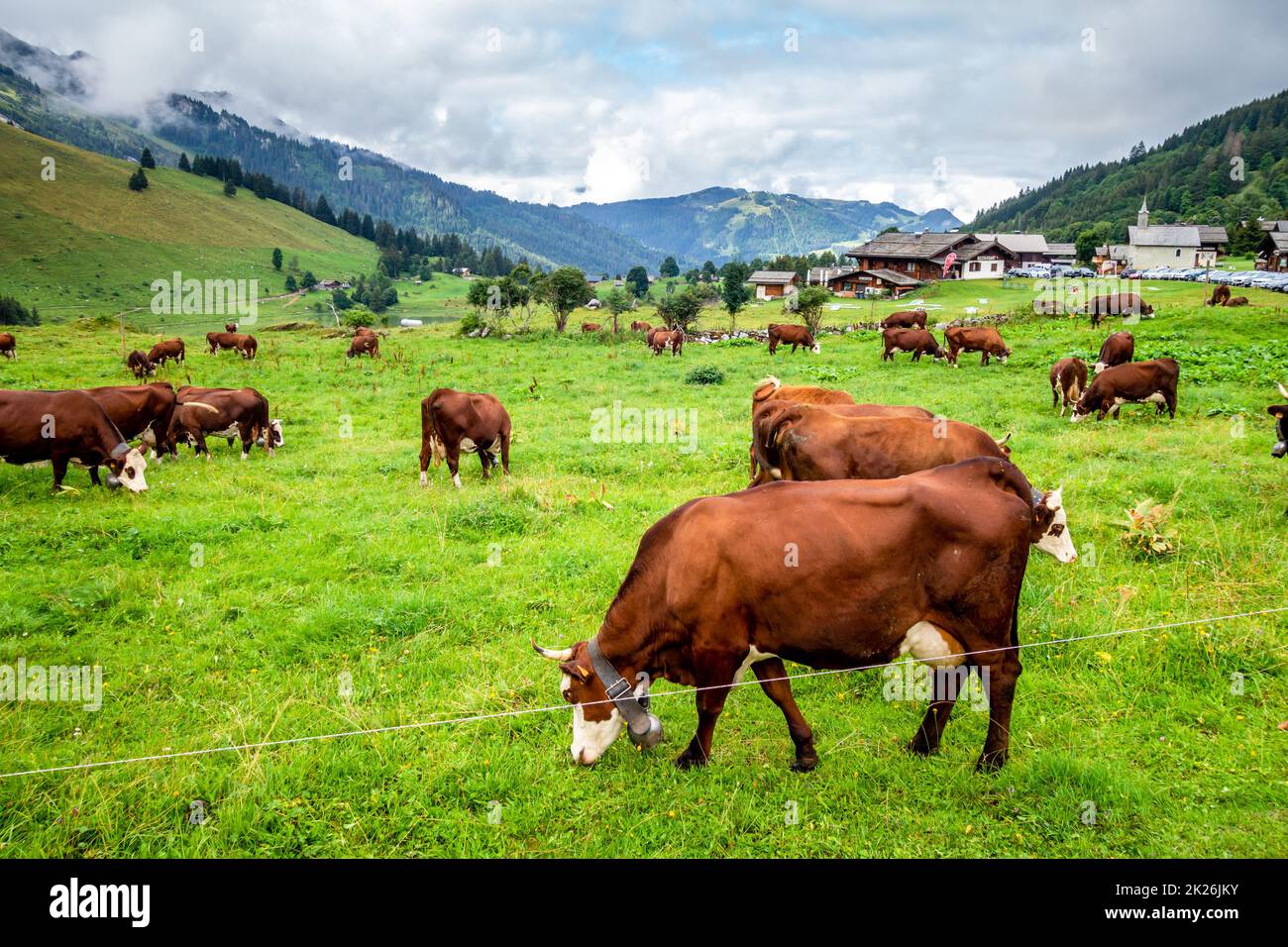 Cows in a mountain field. La Clusaz, France Stock Photo - Alamy