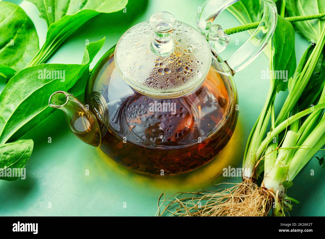 Plantain in herbal medicine Stock Photo Alamy
