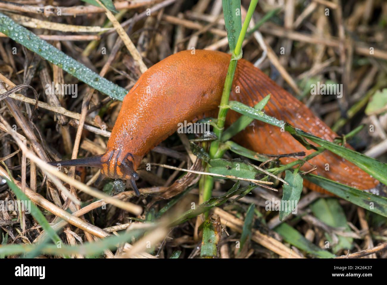 Red slug, Arion rufus, crawls over dry grass and foliage Stock Photo