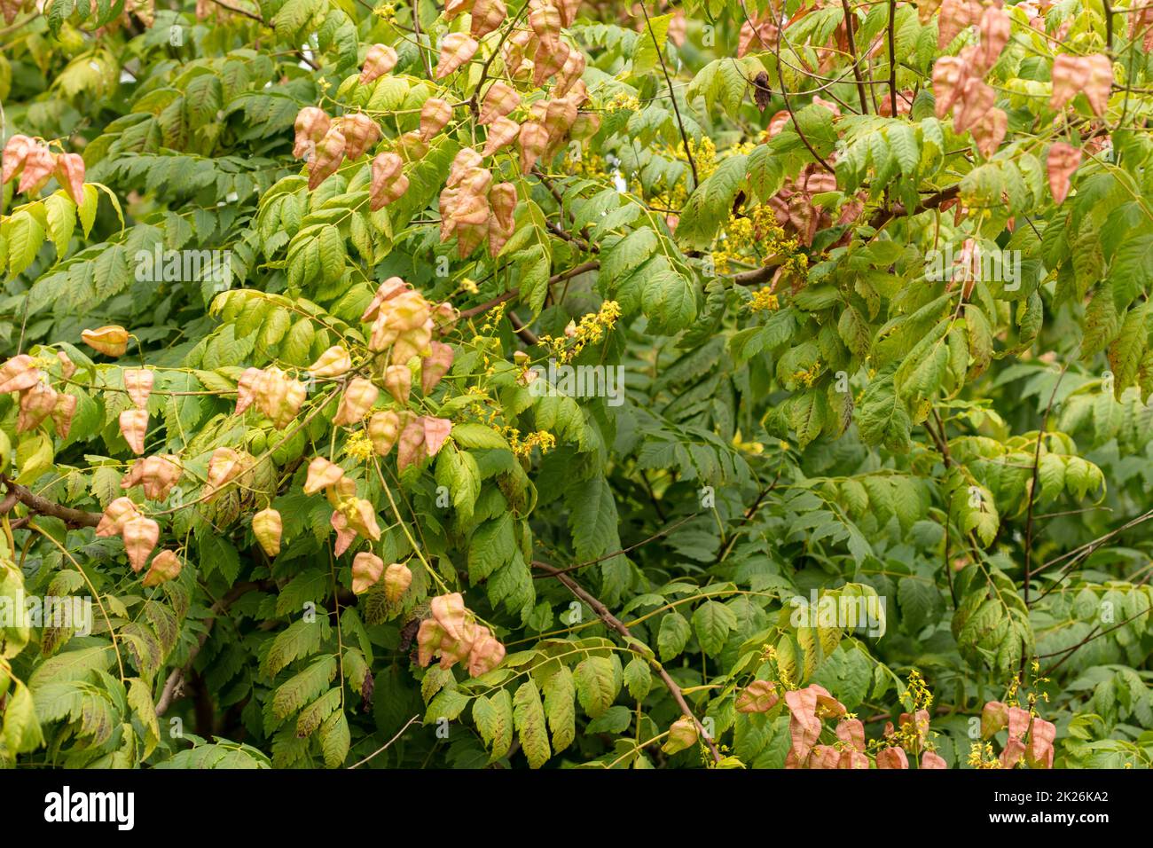 Intriguing Koelreuteria paniculata, pride of India K. paniculata, China ...