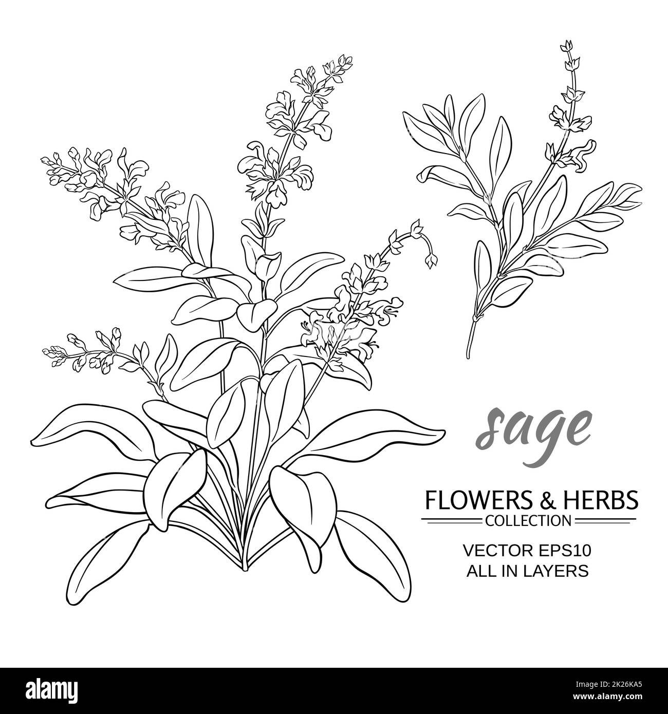 sage plant clipart for kids