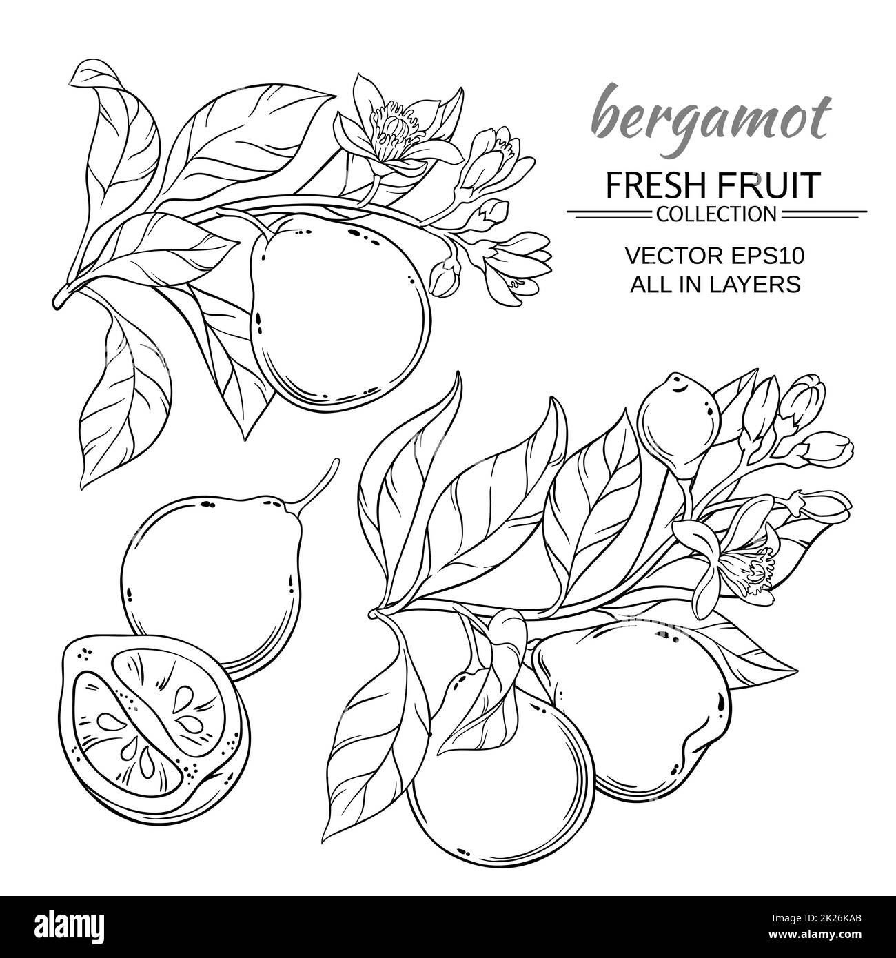 bergamot vector set Stock Photo - Alamy