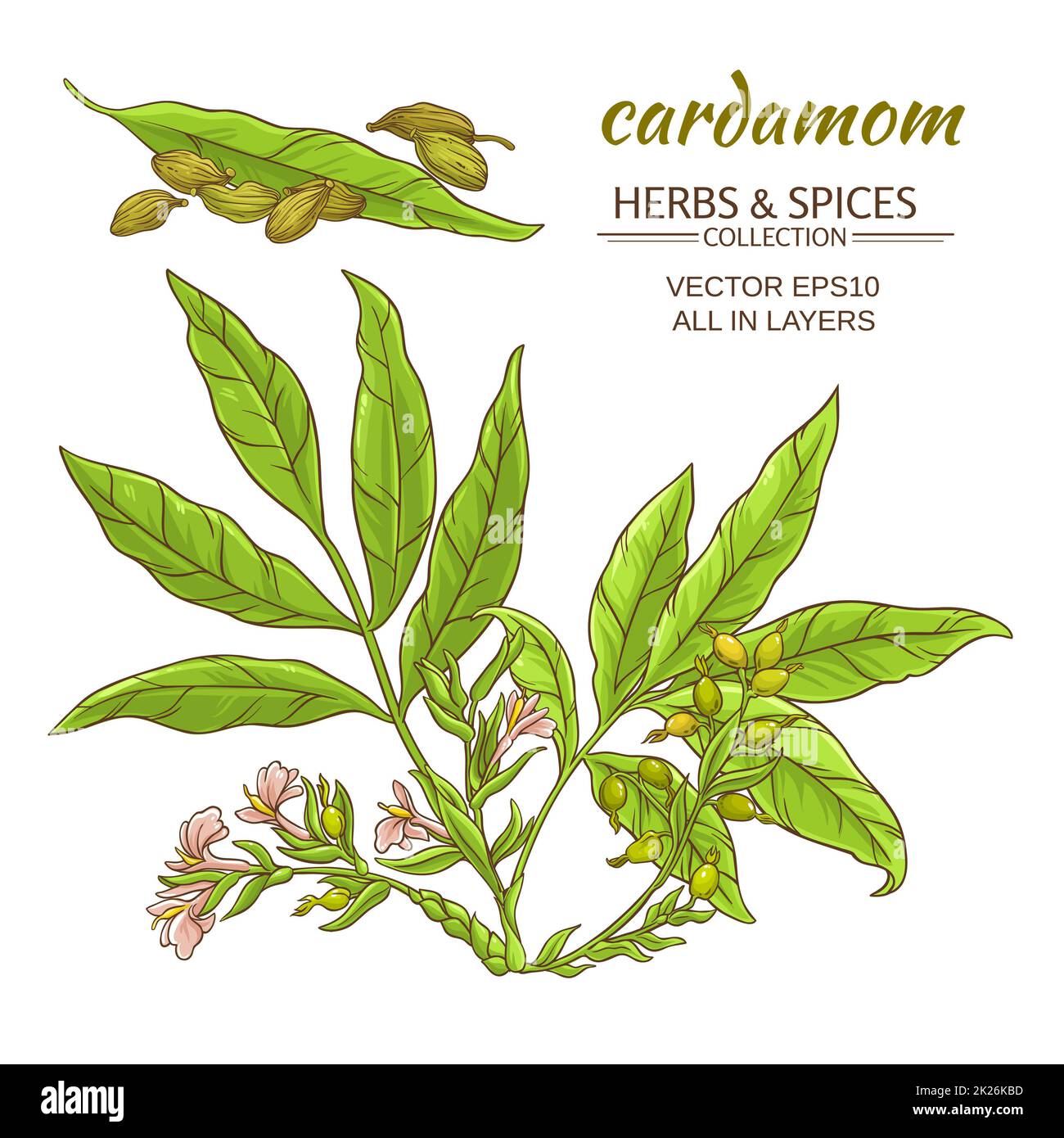 cardamom vector set Stock Photo Alamy