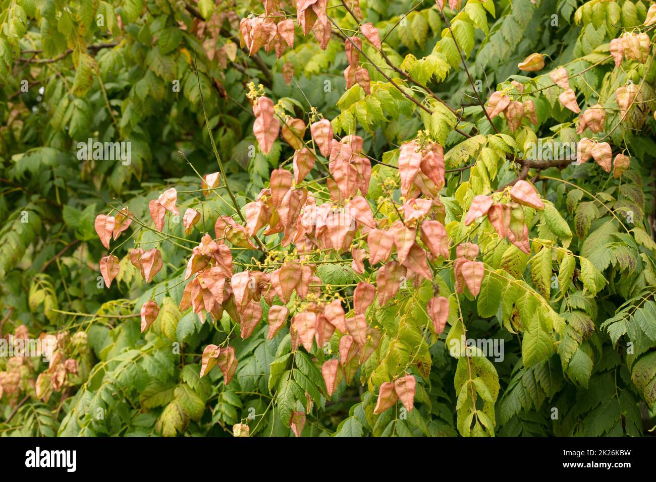 Intriguing Koelreuteria paniculata, pride of India K. paniculata, China ...